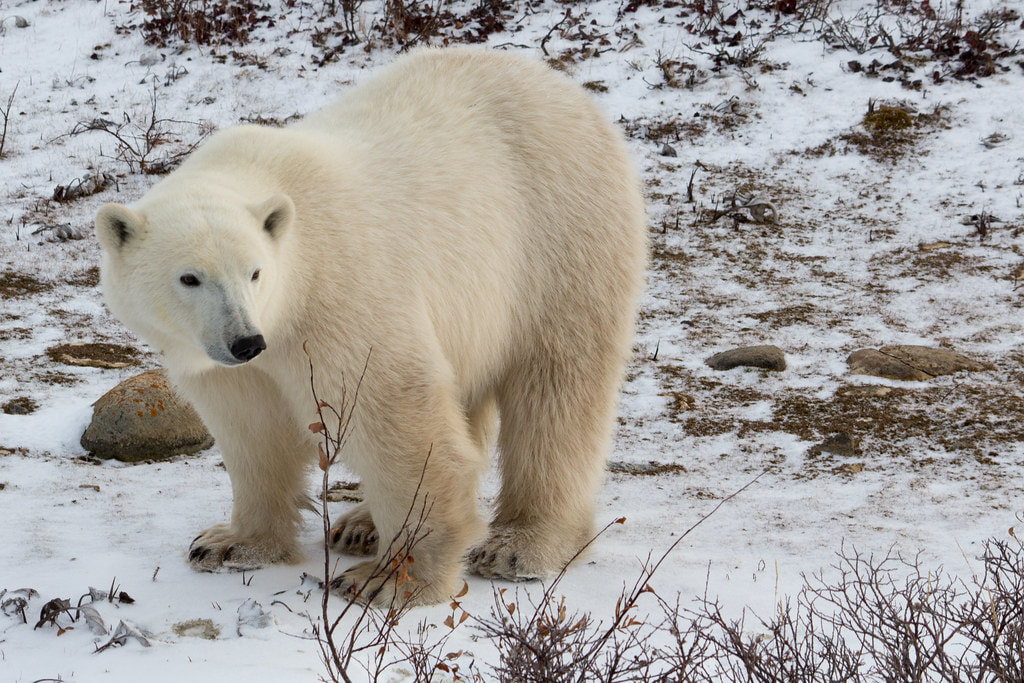 Polar bear - Youth For Arctic Nature