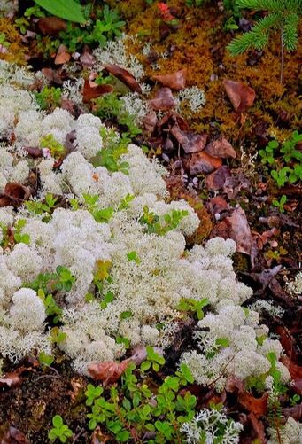 Reindeer lichen - Youth For Arctic Nature