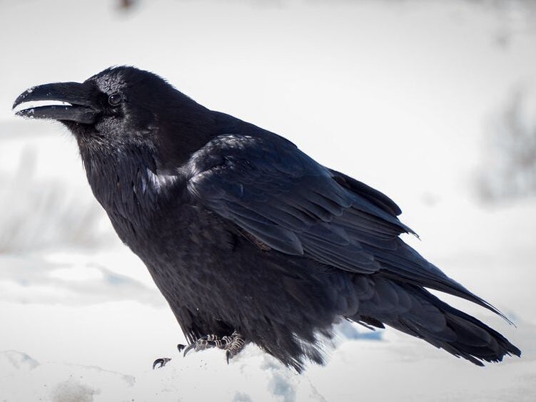 Common raven - Youth For Arctic Nature